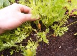 Cultiu pastanaga hort urbà